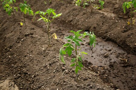Young organic tomato seedlings grow in the ground. Tomato plants in the garden の写真素材