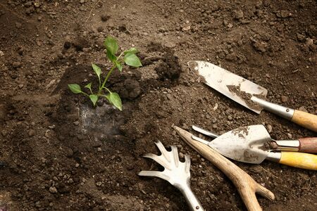A young pepper plant has just been planted in the ground. Next to it are the agricultural tools on the excavated soil.の写真素材