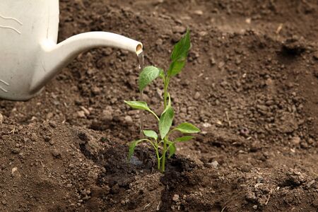 Watering with a watering can of a young plant of pepper in the ground. Planting pepper seedlings. Plant paprika seedlingの写真素材