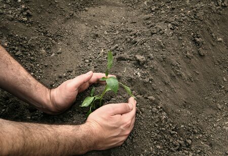 Hands of a man planting a young organic plant of pepper in the ground. Planting pepper seedlings.の写真素材