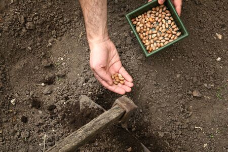 Hand of man planted brown beans in the ground. Planting beans.の写真素材