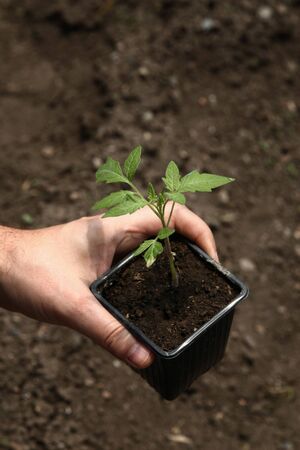 Hand holding a pot with a young tomato plant. Tomato plant ready for planting in the ground. Planting tomato seedlings.の写真素材