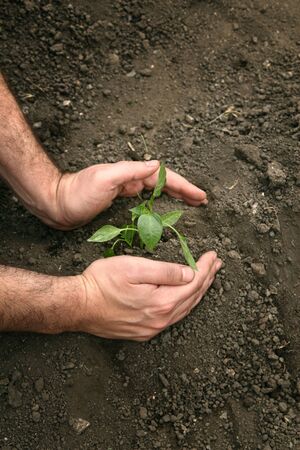 Hands of a man planting a young organic plant of pepper in the ground. Planting pepper seedlings.の写真素材