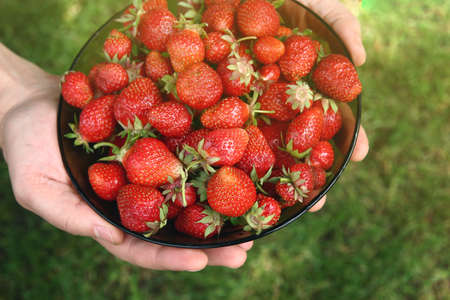 Hands of a man holding a plate full of red fresh strawberries on a background of green grass.の写真素材