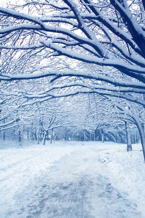 Winter landscape with trees covered with white fluffy snow. Trampled snowy road for a walk in a public park.の写真素材
