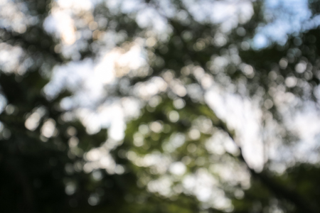 Bokeh In Sunny Forestの写真素材