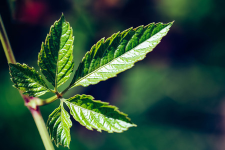 Leaves on the branchの写真素材