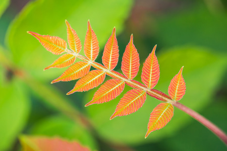 Red leaves with green backgroundの写真素材