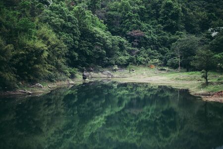 forest lake viewの写真素材
