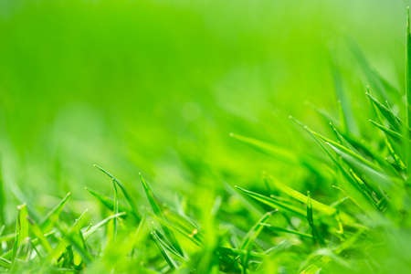 Close up shot of beautiful green grass.の写真素材