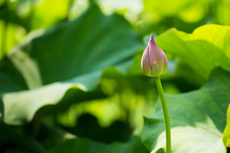 Lotus with lotus leaves.の写真素材