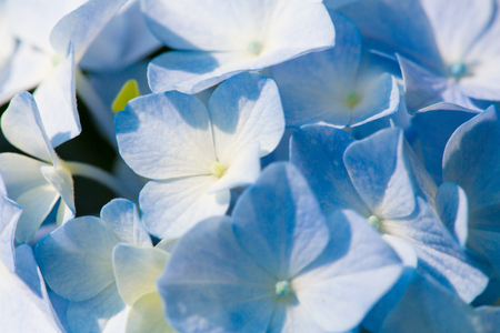 Close-up Shot of blue flowers.の写真素材