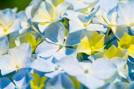 Close-up Shot of blue flowers.の写真素材