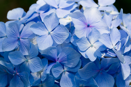 Close-up Shot of blue flowers.の写真素材