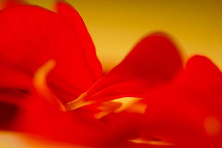 Red abstract background, macro photo