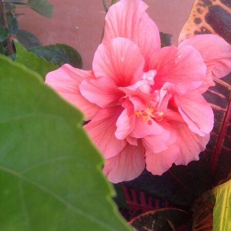 Coral hibiscusの写真素材
