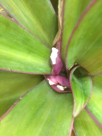 Close up of an Oyster Plantの写真素材