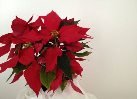 Red Poinsettiaの写真素材