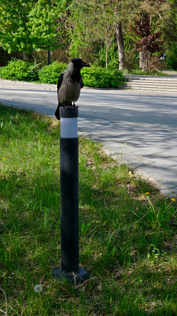 A crow sits on a post in the city park. A crow sits on a post.の写真素材