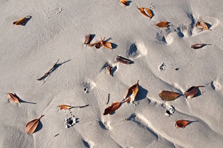 Brown autum Mangrove Tree leaves scattered on the white sandy tropical beach of Coongul Point, World heritage site Frazer Island.This tropical island is the largest sand island in the world with numerous pristine white sandy beaches and crystal clear oceaの写真素材