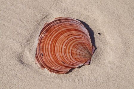 Colourful Scallop Shell on tropical white sandy Coongul Beach, World heritage site Frazer Island.This tropical island is the largest sand island in the world with numerous pristine white sandy beaches and crystal clear ocean water noted for its special unの写真素材