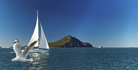 Yacht sailing past Yacaaba Head with a seagull flying by in the foreground. This image was...