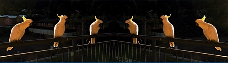 Sulphur-crested Cockatoos at Dawn waiting for a feed of crackers.

Gosford, New South Wales, Australia.



 cockatoo, bird, dawn, sunrise, Sulphur-crested Cockatoos, Cacatua galerita, coastal bird, wings, eyes, birds eye, animal,  sea bird, yellow, white,の写真素材