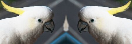 A mirrored image of Australian Sulphur-crested Cockatoos (Cacatua galerita) close-up at
Gosford, New South Wales, Australia. の写真素材