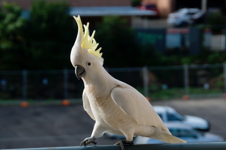 Australian Sulphur Crested Cockatoo close-up walking on a balcony rail with opened crest on display.Gosford, New South Wales, Australia. photograph by Geoff Childs.の写真素材