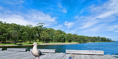 Seagull on a Wharf in Landscape with blue sky and a tree studed horizon over water.Photographed at Murrays Beach,Lake Macquarie, Central Coast New South Wales, Australia.の写真素材