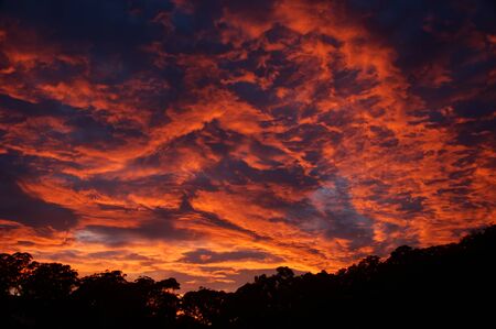 A vibrant dramatic crimson coloured stratocumulus cloudy sunrise landscape with a tree silloutte horizon. Gosford, New South Wales, Australia.の写真素材