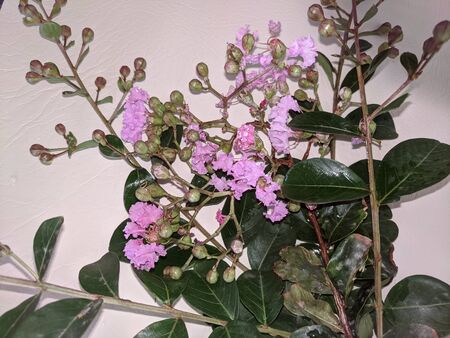 Pretty pink Australian flower and green leaves closeup on white. Commercial use image.の写真素材