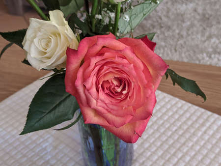 Beauty in nature image. A colourful pink and white Rose closeup in a vase on a white coffee table cloth matting. Australia.の写真素材