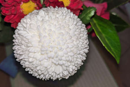 White Pom Pom Mums Chrysanthemum flower closeup. Beauty in nature image.の写真素材