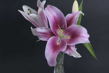 Flashpoint purple, pink and white Oriental Trumpet Lily closeup on a black background in a crystal vase. Beauty in nature image.の写真素材