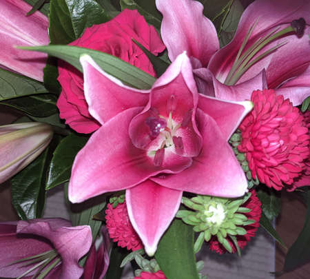Flashpoint pink and white Oriental Trumpet Lily closeup.Beauty in nature image.の写真素材