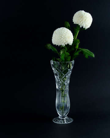 Two solitary pretty white Pom Pom Mums Chrysanthemum flowers in a crystal vase closeup on black background. Beauty in nature image.の写真素材