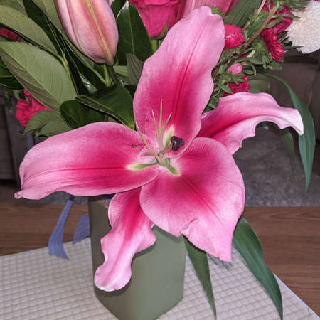 Flashpoint pink and white Oriental Trumpet Lily closeup.Beauty in nature image.の写真素材