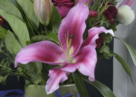 Flashpoint pink and white Oriental Trumpet Lily closeup.Beauty in nature image.の写真素材