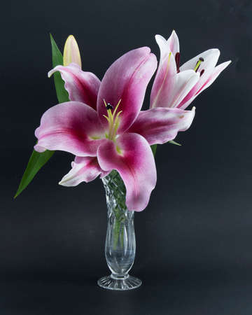 Flashpoint purple, pink and white Oriental Trumpet Lily closeup on a black background in a crystal vase. Beauty in nature image.の写真素材