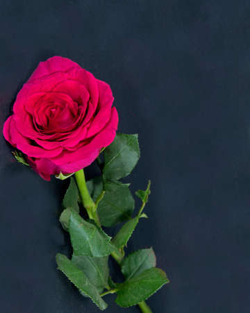 Beautiful single deep red Rose flower with green leaves closeup isolated on a black background. Beauty in nature flora photo.の写真素材