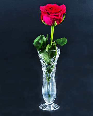 Beautiful single deep red Rose flower with green leaves closeup in a cut glass vase isolated on a black background. Beauty in nature flora photo.の写真素材