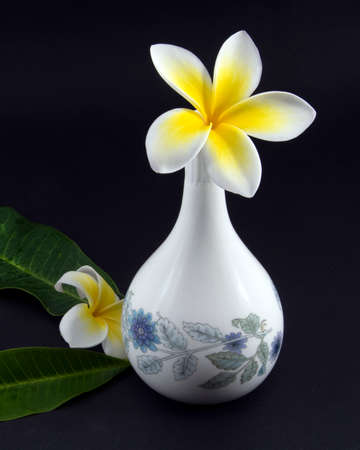 Aromatic yellow and white Frangipani flowers, Apocynaceae, closeup in a white coloured decorative vase and isolated on a black background. Beauty in nature image. Australia.の写真素材