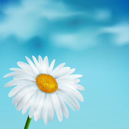 Chamomile on a blue sky backgroundのイラスト素材