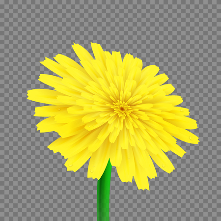 Vector dandelion isolatedのイラスト素材