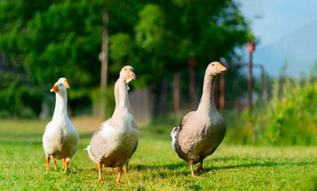 Flock of white and brown geese on the pasture. Domestic geese on the farm. Livestock in the village.の写真素材