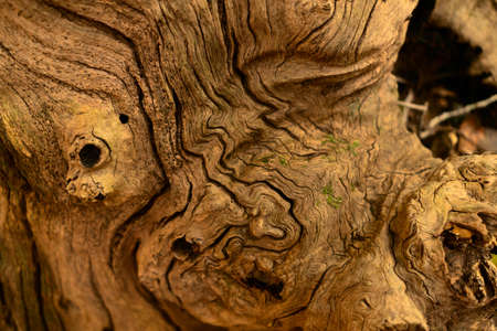 Old wooden background with cracks. Slice from a tree old weathered wood texture.