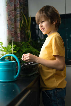 Little boy planting seedlings at home. An independent child is busy with a hobby with potted plants. Lifetime conceptの写真素材