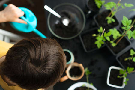 Little boy planting seedlings at home. An independent child is busy with a hobby with potted plants. Happy child replanting tomatoの写真素材