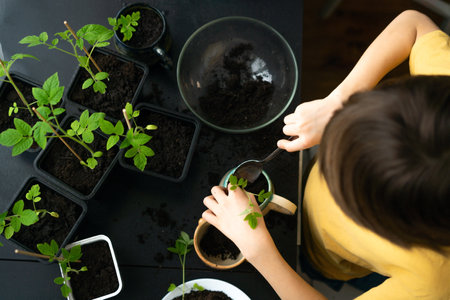 Little boy planting seedlings at home. An independent child is busy with a hobby with potted plants. Happy child replanting tomatoの写真素材